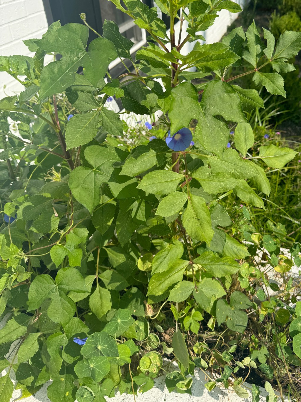 The Energy It Takes to&nbsp;Flower