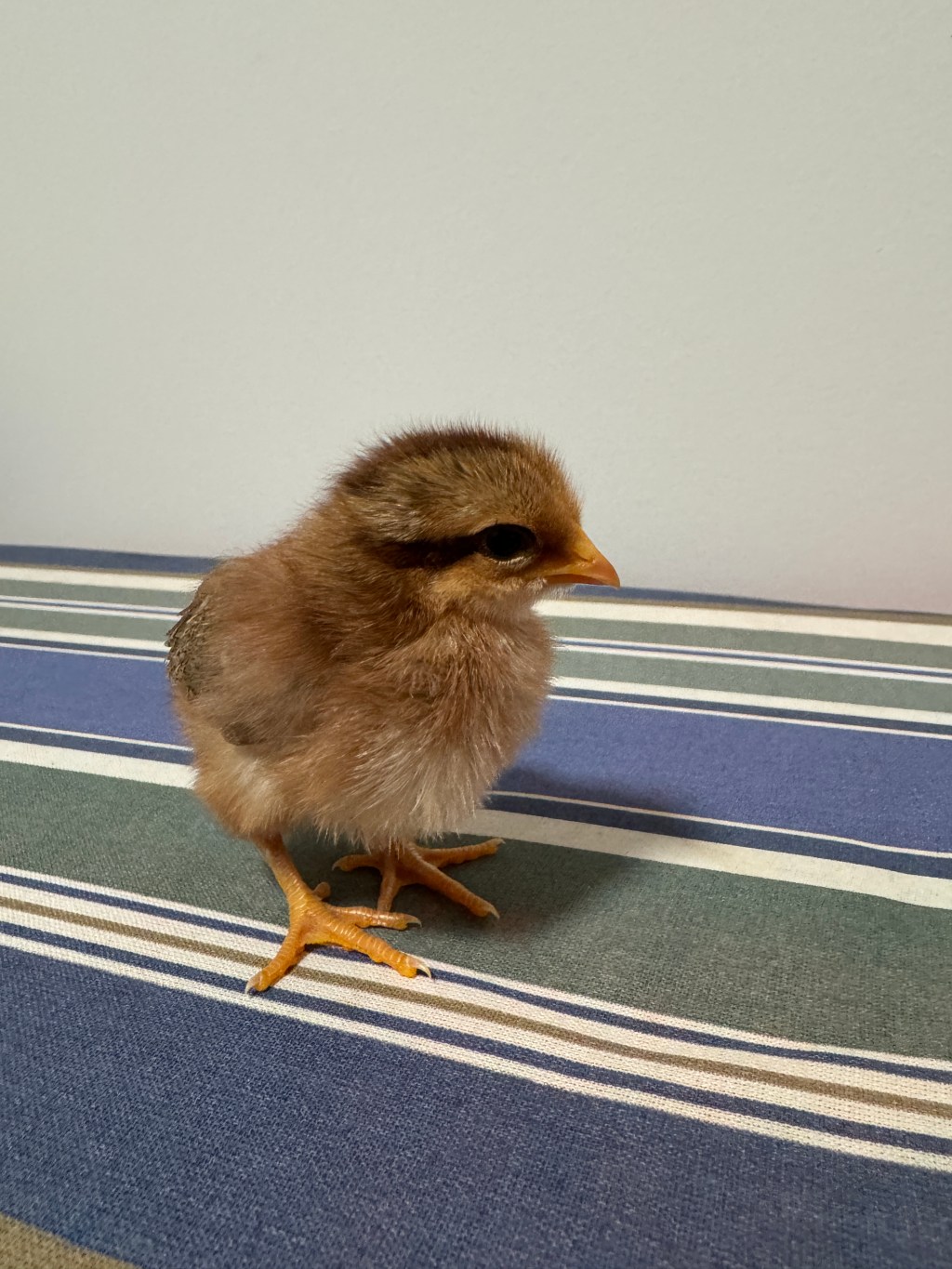 Of Time and&nbsp;Times